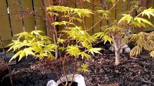 Acer Palmatum Going Green - Spring Colour