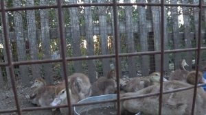 Почему умирают мускусные утята Чем пропаивать мускусных утят тяжелой линии Падеж мускусных утят