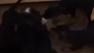 Игры щенков немецкого пинчера - Games of the German Pinscher puppies