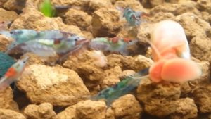 Синие и голубые аквариумные КРЕВЕТКИ.  НЕОКАРИДИНЫ.  1 часть