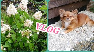 ЛЕТНИЙ ВЛОГ:ПОСТАВИЛИ ПЛАСТИКОВУЮ ДВЕРЬ.НАС ЗАЛИВАЕТ ДОЖДЯМИ #семейныйвлог #будни #животные