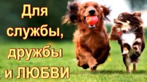 Собаки созданы людьми для службы, дружбы и любви