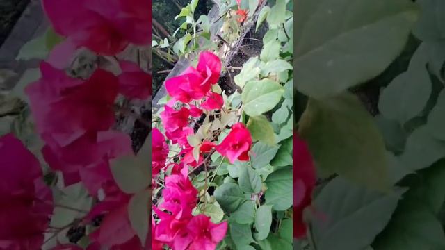 Pink Bougies #flower #flowers #bougainvillea #bougiesworld