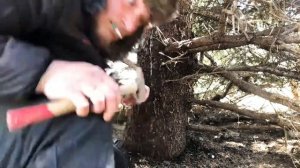 #стволовыеинъекции #короед #борьбаскороедом Эффективная борьба с короедом стволовыми экоинъекциями.