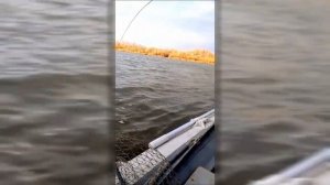 Трофейный сом на спиннинг??? Легко!!!! Самая большая рыба в жизни!!!!!!!!!!