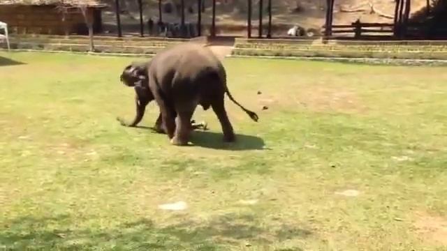 Слон бросается на помощь человеку, думая что тот в опасности смотреть онлайн