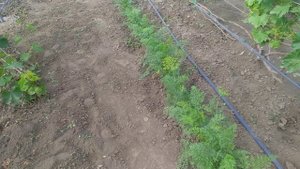 Плюсы и минусы задернения виноградника