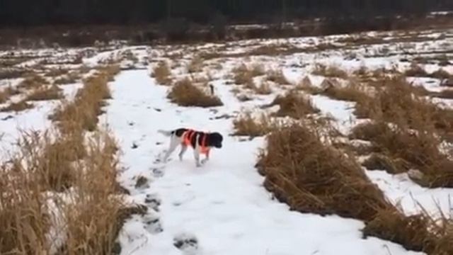 Small Munsterlander Pheasant Point смотреть онлайн