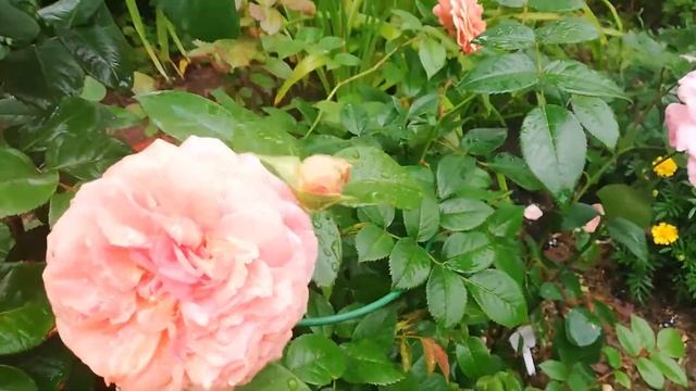 Роза Мария Терезия. Обзор смотреть онлайн