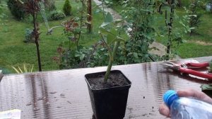 Летнее черенкование роз .