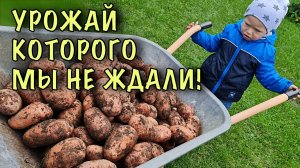 ТАКОГО урожая МЫ НЕ ОЖИДАЛИ! Весной посадили КАРТОФЕЛЬ по УНИКАЛЬНОЙ