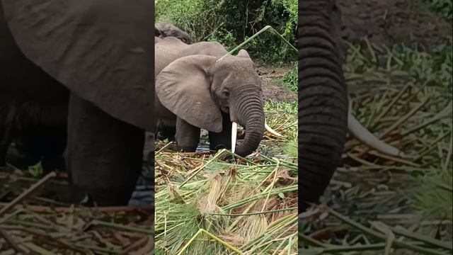 African Elephant Eating Weeds #Elephant #Shortsfeed