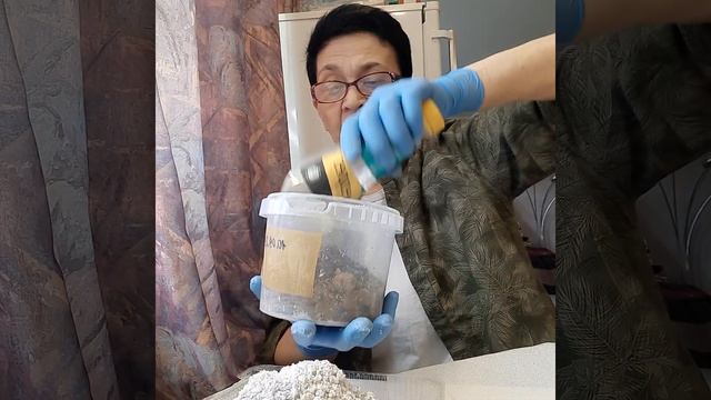 Адениум: Лечение корневой гнили смотреть онлайн