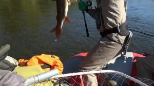 Большие ТАЙМЕНИ - много!!! Команда рыбаков клуба "ЛЕФУ" на новой реке в Якутии (3 серия)