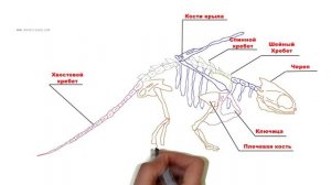 АНАТОМИЯ НОЧНОЙ ФУРИИ (БЕЗЗУБИК)