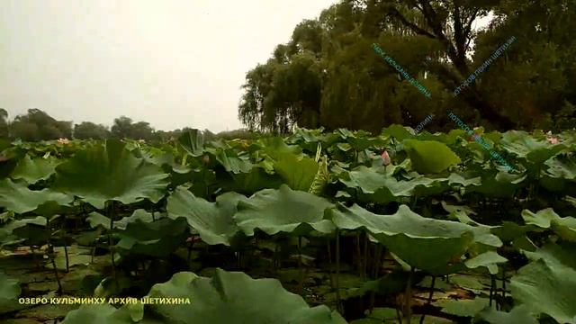 ПАРК ИХЭЮАНЬ ДОЛИНА ЛОТОСОВ ПЕКИН ШЕТИХИН смотреть онлайн
