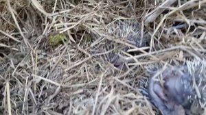 Прикол , маленькие новорожденные ежики .