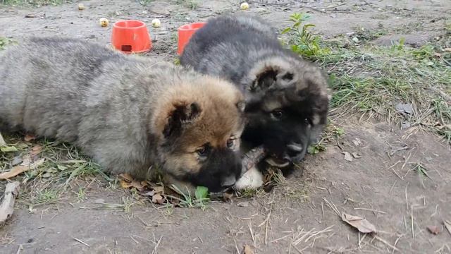 Кавказская овчарка. Caucasian Shepherd. Janim. Джаним. Тося смотреть онлайн