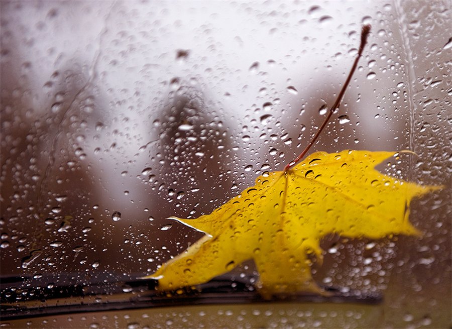 Промок лист жёлтый на окне