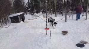 Бездомные собаки не нападают на людей