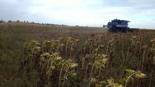 1 гектар семечка LG5555 евролайтинг+ смотреть онлайн