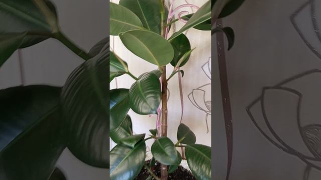 Каучуконосный фикус ветвиться смотреть онлайн