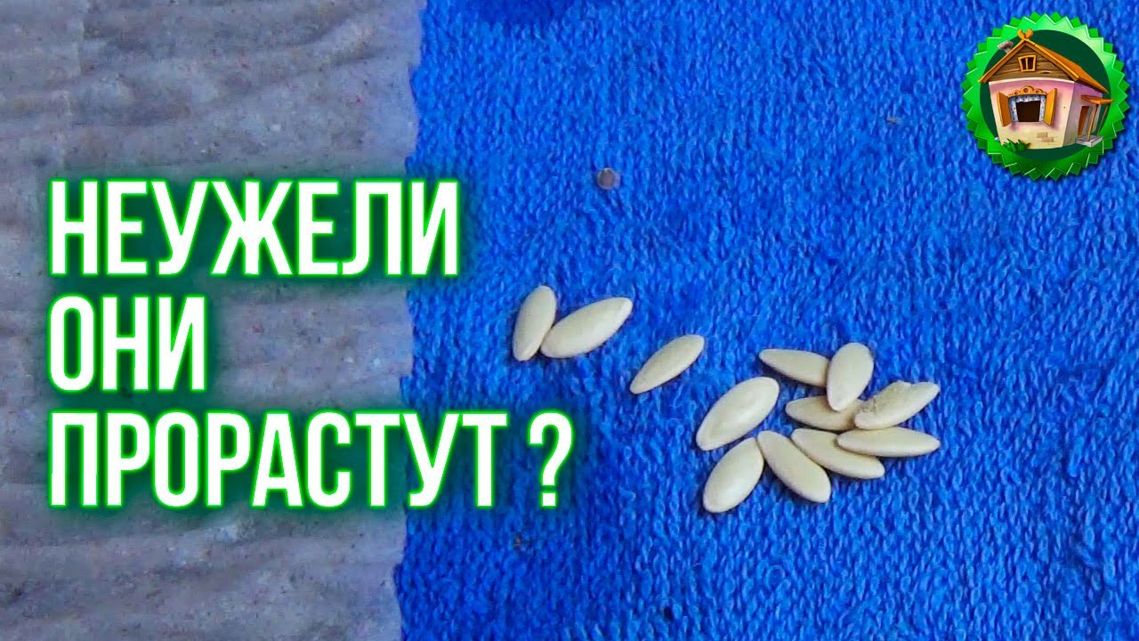 Семена видео