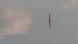 Хитрое тесто для рыбалки! Ставлю это тесто на удочку и вся рыба плывёт к берегу клевать!