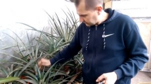 Теплица 20.02.2018. Ананас для выращивания дома.
