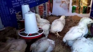 Нипельная поилка для птицы. Содержание бройлеров на полу.