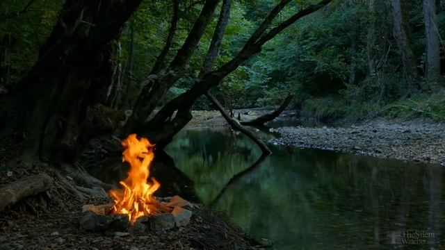 Болезни гибискуса и лечение в домашних условиях