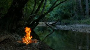 Болезни гибискуса и лечение в домашних условиях