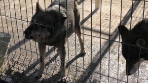 Вот это спортсмены Кай и Герда! Луна - шикарная Канадка! Athletes Kai, Gerda! The moon is gorgeous!