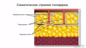 Строение кожи (подкожная жировая клетчатка) | Урок 4, часть 2 | Видеоуроки по массажу