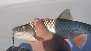 Март 2022 года. Рыбалка на Чусовой. Рыбка зашевелилась.