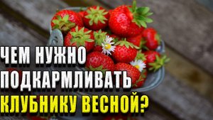 Чем нужно подкармливать клубнику весной? Чтобы собрать большой урожай