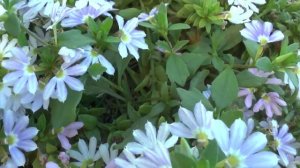 Scaevola aemula - grow and care (Fairy fan flower )