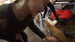 КОТОКАФЕ. ТРЦ Зеленопарк. Кафе с котятами. Милана в восторге. Отличное воскресение. Часть 1