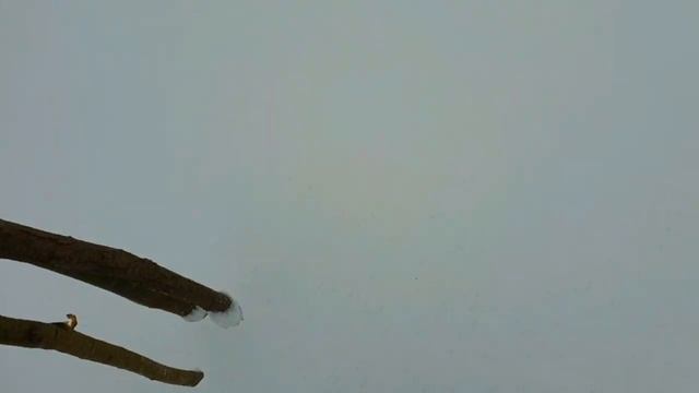 20.?МЕСЯЦ ВЫЖИВАНИЕ В лесу ЗИМОЙ БЕЗ НИЧЕГО _ ЛЕДЯНОЙ ДОЖДЬ _ ДОБЫВАНИЕ ОГНЯ, ВОДЫ И ЕДЫ _ БУШКРАФТ