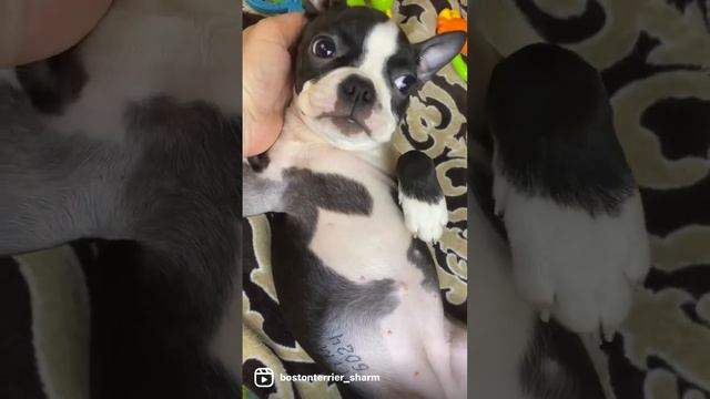 щенки бостон терьера купить в москве и московской области #bostonterrier #бостонтерьер