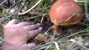 Будем выращивать белый гриб дома. Белый гриб для выращивания на своём участке. Садим белый гриб дом