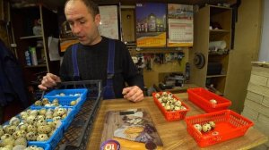 Инкубационное яйцо !!! Сбор, хранение и перевозка инкубационного яйца.