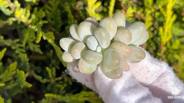 Pachyphytum Ivory Beauty смотреть онлайн