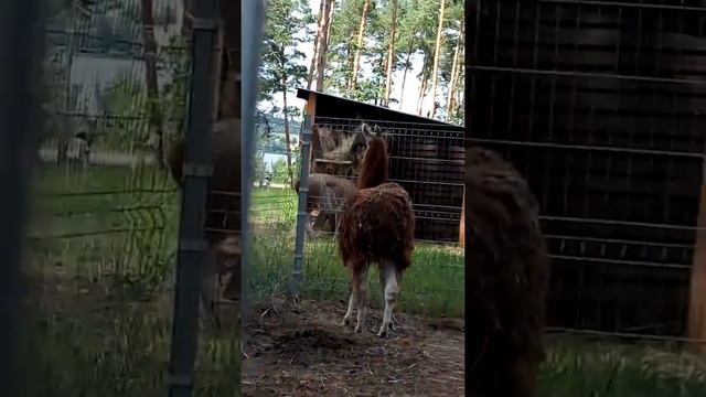 Guanaco. Гуанако.