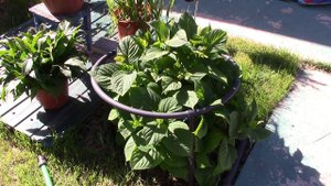 Гортензия Бесконечное лето.  Уход после заморозков