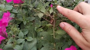 Петуния После Сильных Дождей! Что делать! Обработка, Обзор