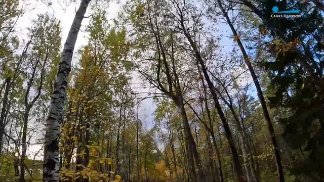 «Дикие выходные с Павлом Глазковым». Заказник «Левашовский»