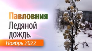 Павловния. Ледяной дождь Ноябрь 2022.