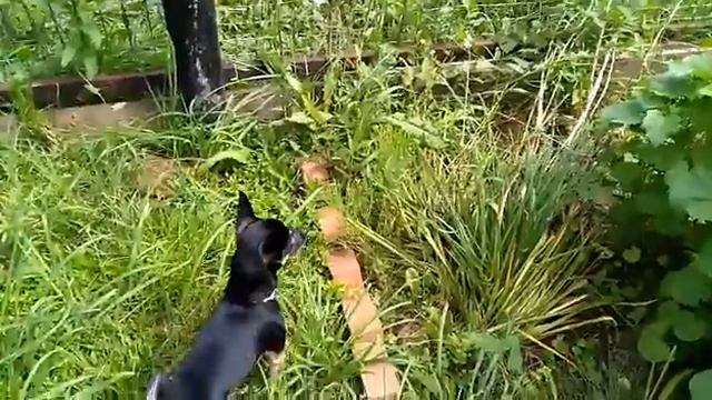 VLOG: деревня ,почему я так долго не снимала видео? смотреть онлайн