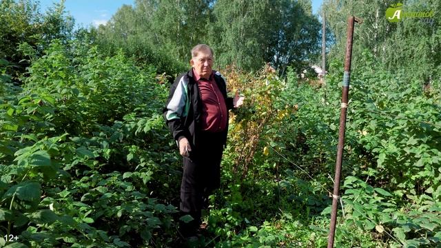 Мастер-класс по удалению отплодоносивших побегов малины от опытного  малинника Анатолия Сидоровича